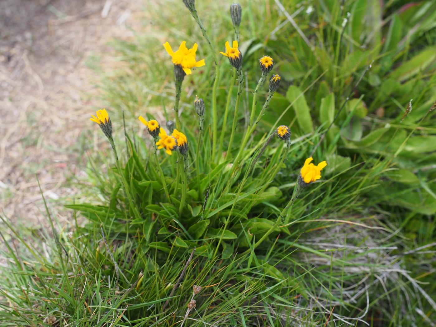 Hawkbit, [Pyrennean] plant